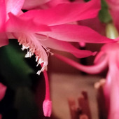 簡単！玄関のボロ隠し！美味しい干し大根のぬか漬けが入った漬物樽！