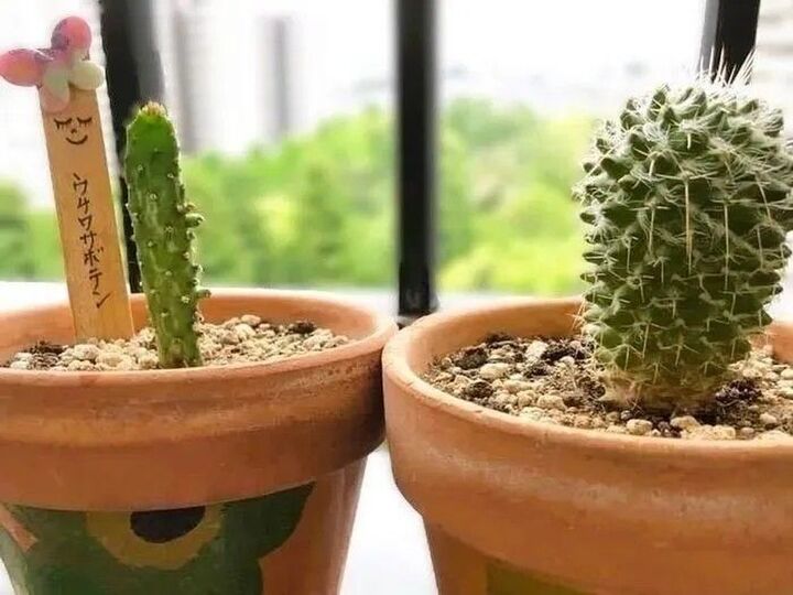 ダイソーで買った「うちわサボテン」、8年育てたら…こうなりました♡