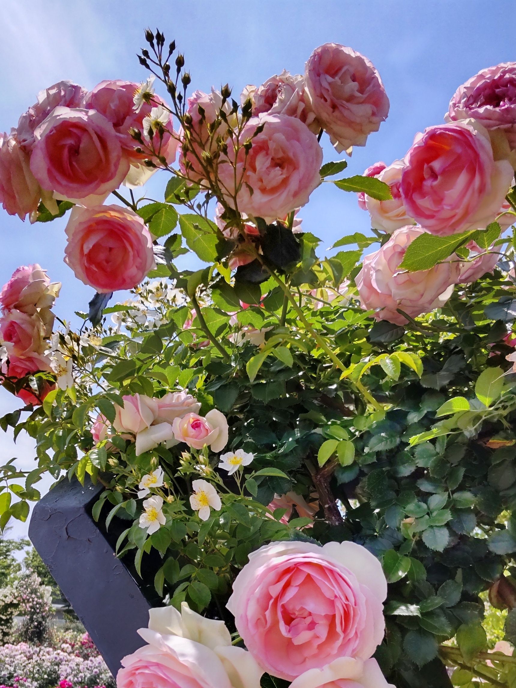 春薔薇は花が大きく色も美しく、 一年の中でも特に華やかで見ごたえのある薔薇です