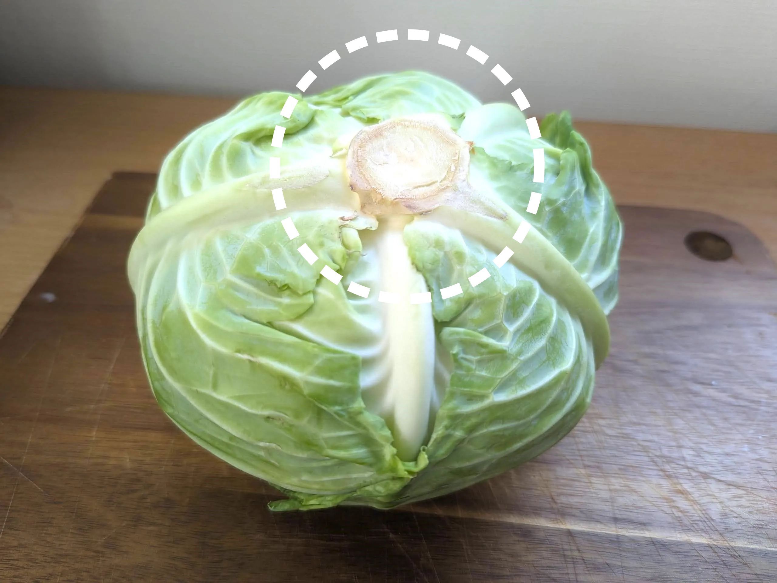 【キャベツの芯】捨てないで。実は甘くておいしい！？上手に食べるコツと驚きの使い道に注目♪