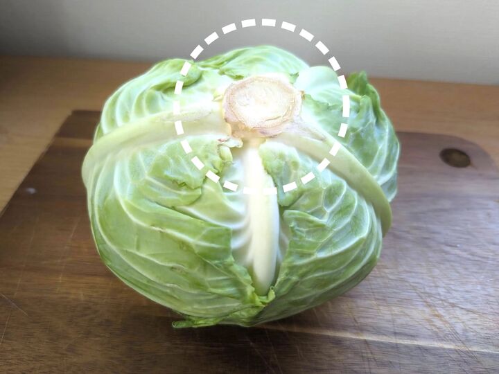【キャベツの芯】捨てないで。実は甘くておいしい!?上手に食べるコツと驚きの使い道に注目♪