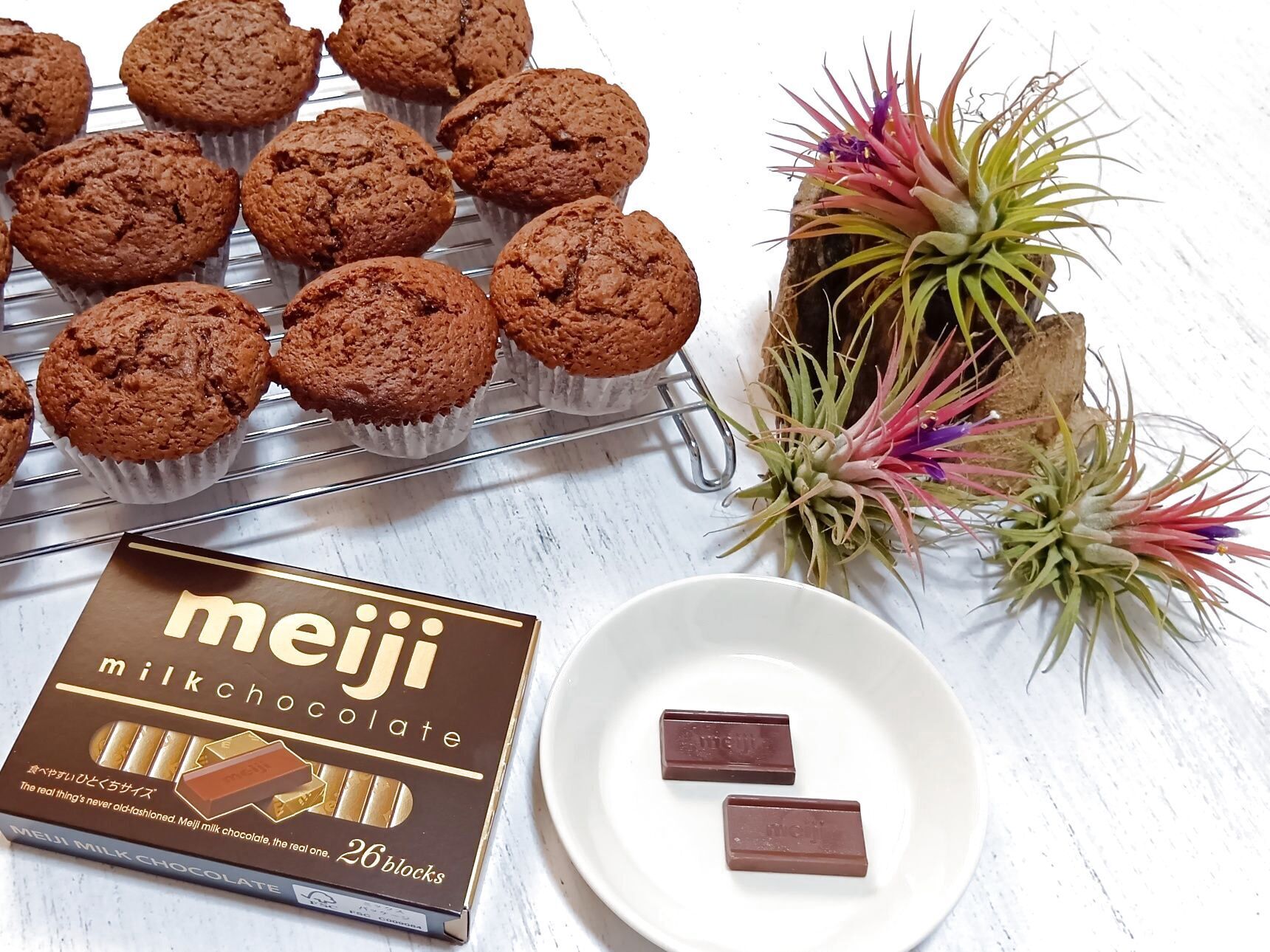 カカオの木が地球を救う？  温暖化ストップ！明治の挑戦！！！