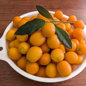 マダムの庭で金柑狩り、甘露煮作りました！