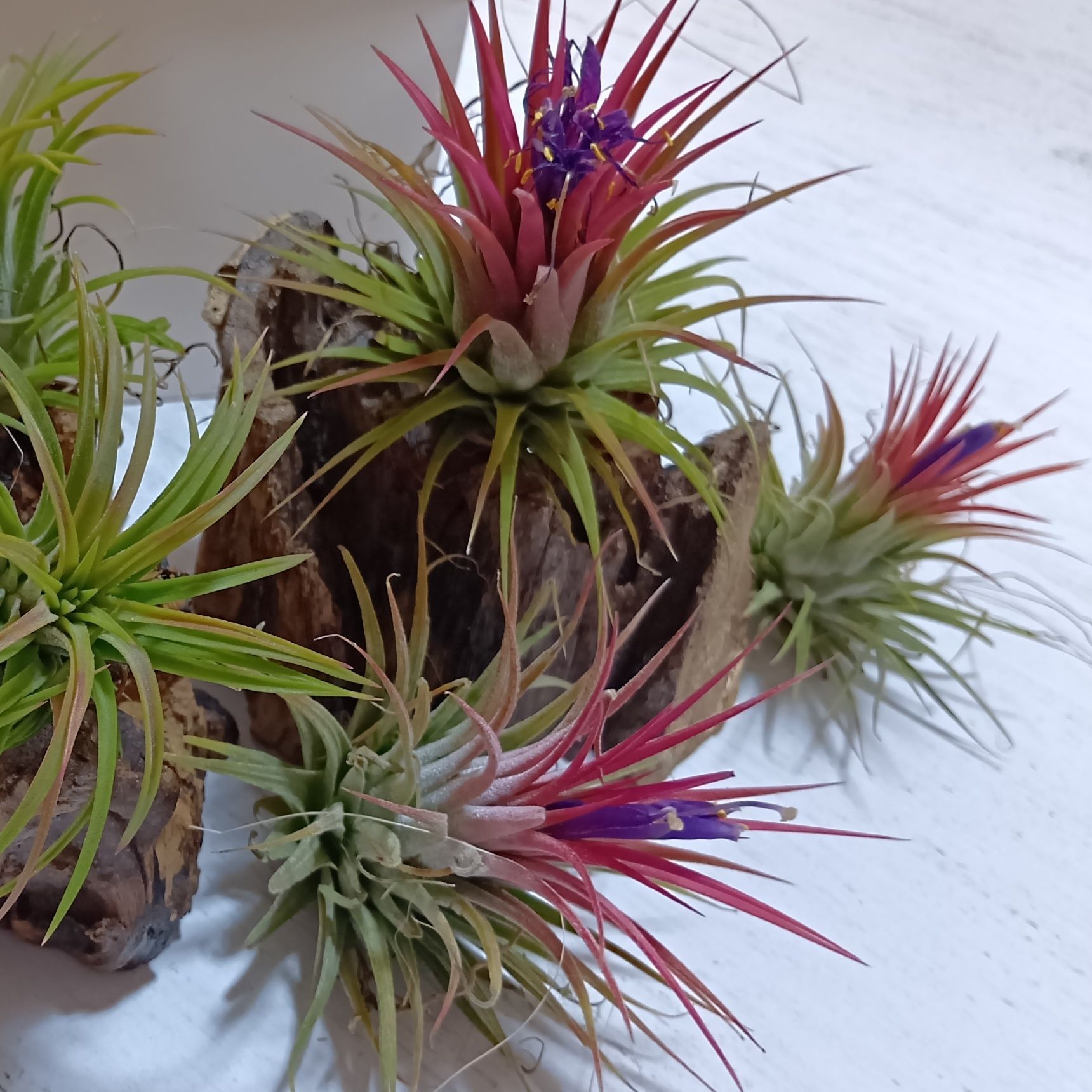 色々な所で水やりについて尋ねてみたんですが、人によって違うんですよ！