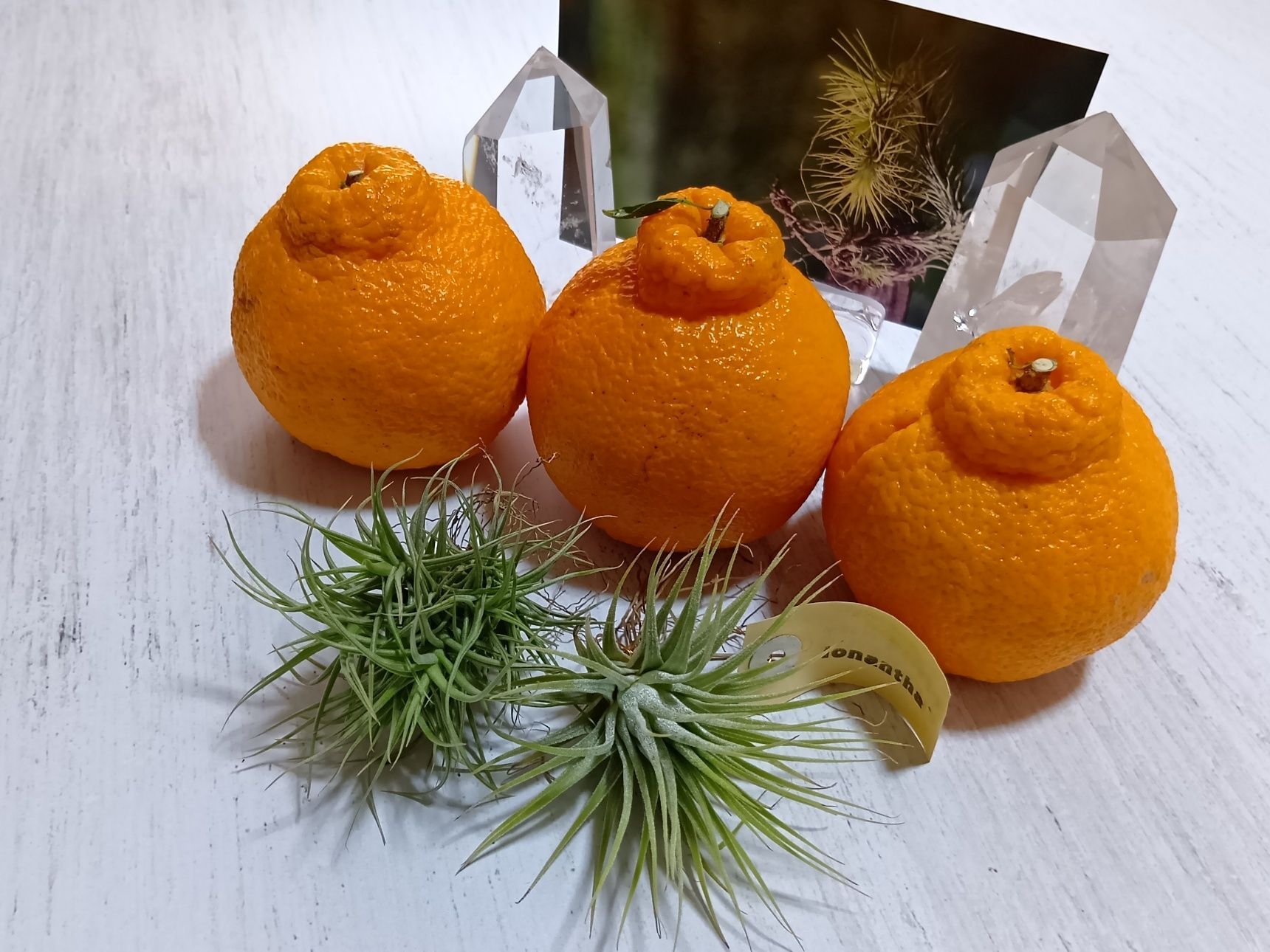 エアープランツって、色々な種類があって、本当に摩訶不思議ですね！