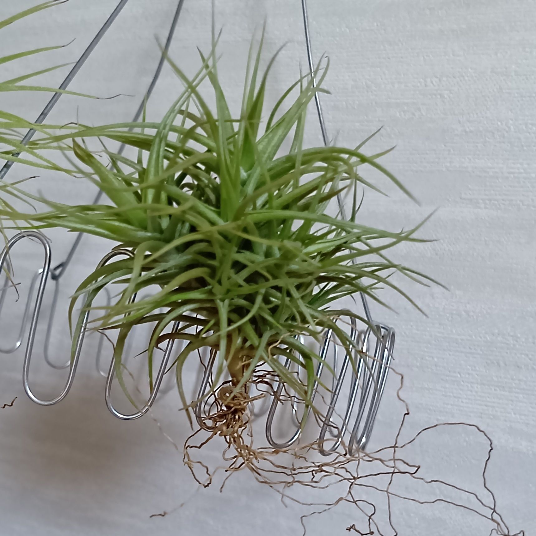 癒しに！エアープランツの摩訶不思議なレア品種！花を咲かさず子孫を作る「アエラントス・ミニアータ」