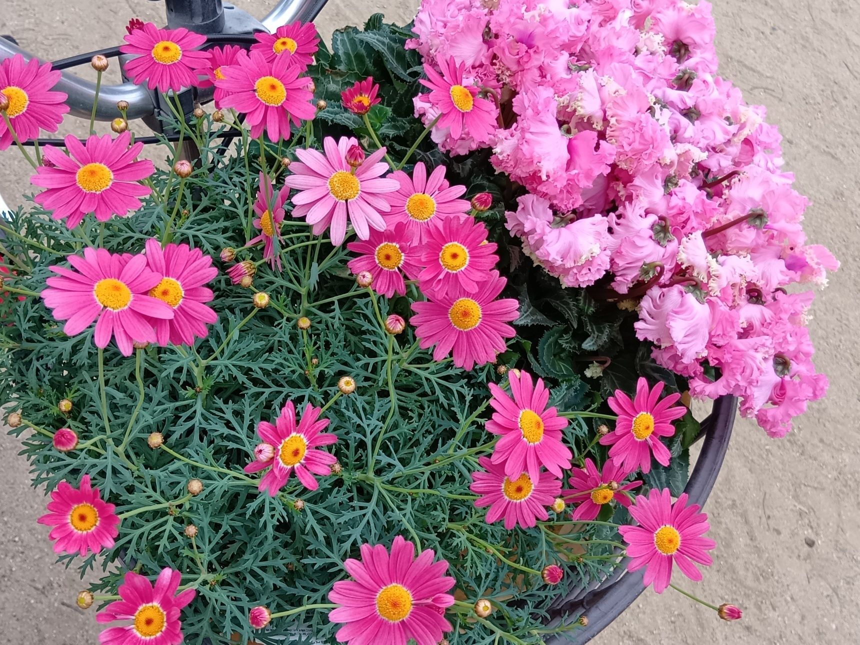 でもでも、寒すぎてもいけないんです、気難しいですよね！そこも可愛いね。