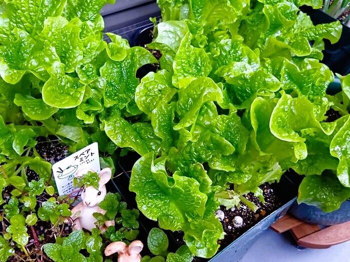 スーパーで買うのもうやめた！？爆育ちで家計救済！雑草なみに強靭！サンチュとチマサンチュ徹底比較！