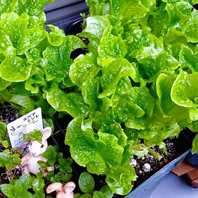 スーパーで買うのもうやめた！？爆育ちで家計救済！雑草なみに強靭！サンチュとチマサンチュ徹底比較！