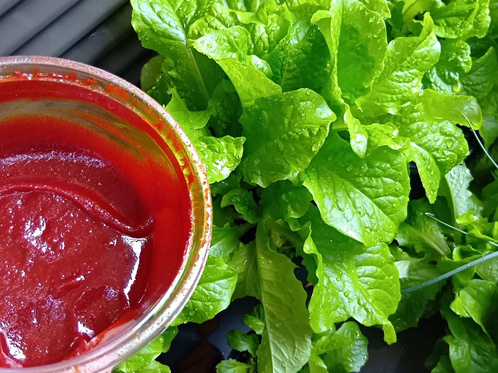 今、種から育てた韓国レタス（種の品名にはチマサンチ）は、背丈は高くならないものでした。