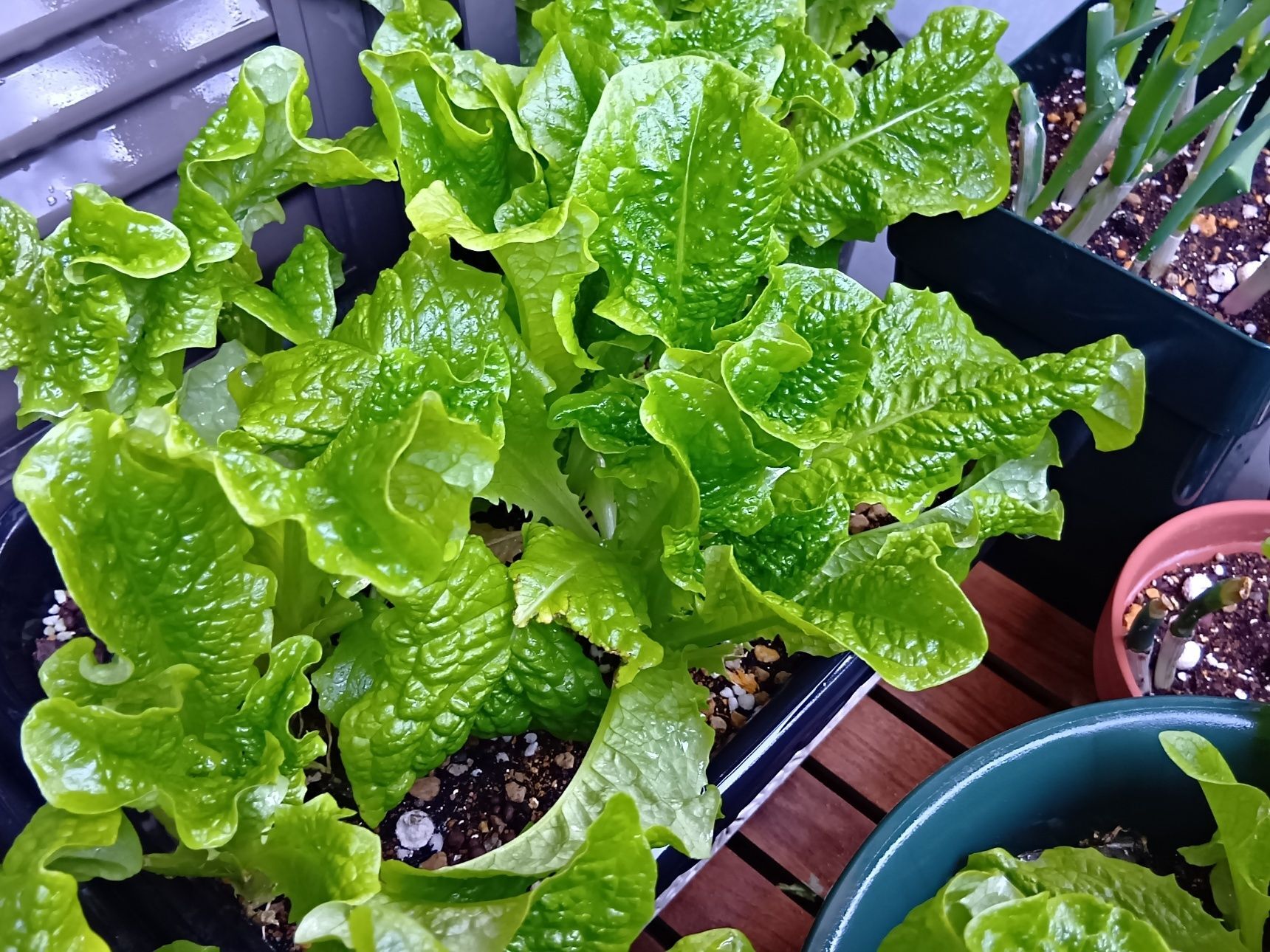 あれ？焼き肉レタス　チマサンチと書かれていたのに、背丈が前のように高くならない？サンチュのよう～！→なぜ起こるの？（一番の理由）