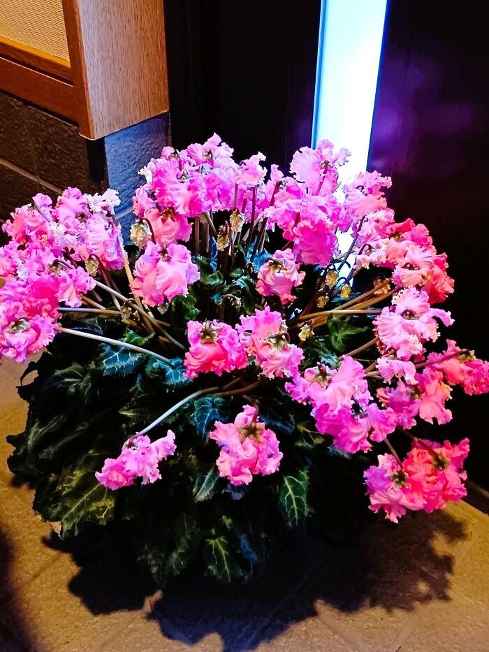 【要注意】花屋さんがあえて言わないシクラメンの真実。可愛いだけじゃない、本当は怖い秘密とは？毒は？