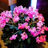 【要注意】花屋さんがあえて言わないシクラメンの真実。可愛いだけじゃない、本当は怖い秘密とは？毒は？