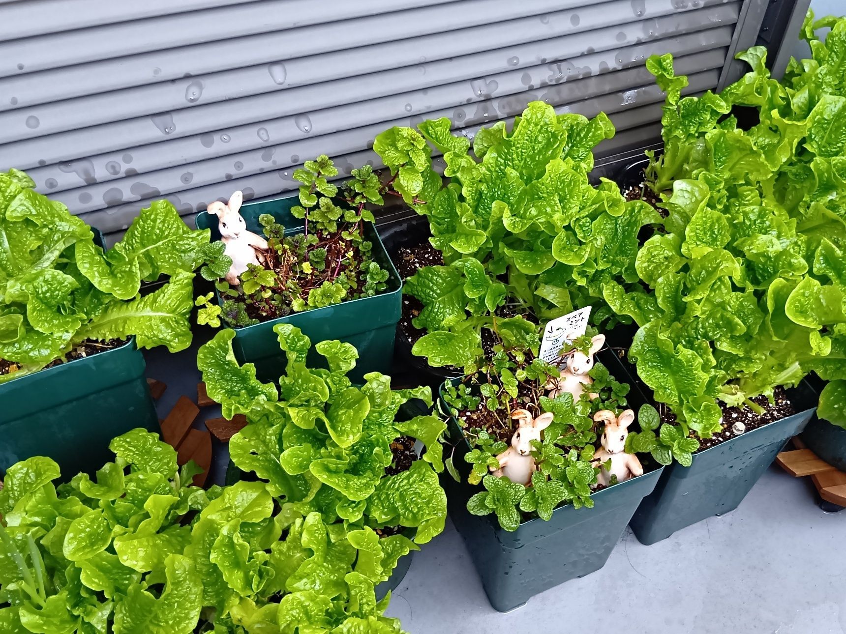 今回の種は、日本向けに改良された韓国レタスだったのかな。