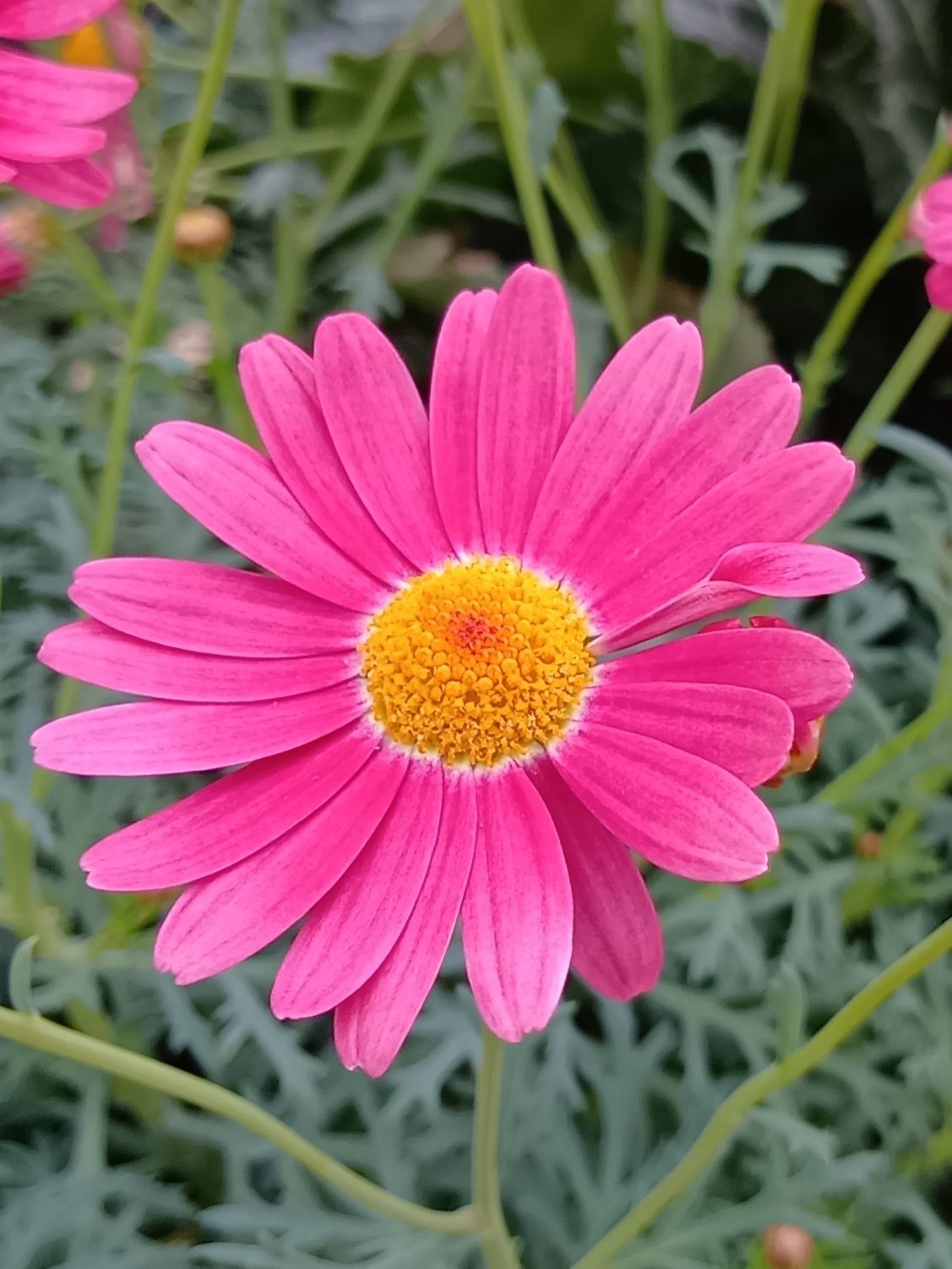 マーガレットとは？