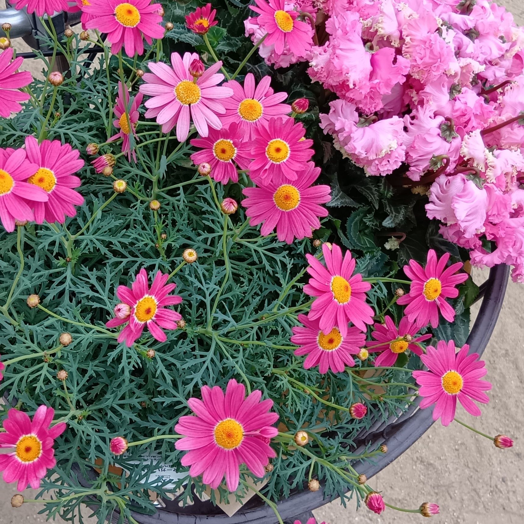 育てて感心するのが、花もちが群を抜いて良いですし、花がぼたっと落ちないこと！