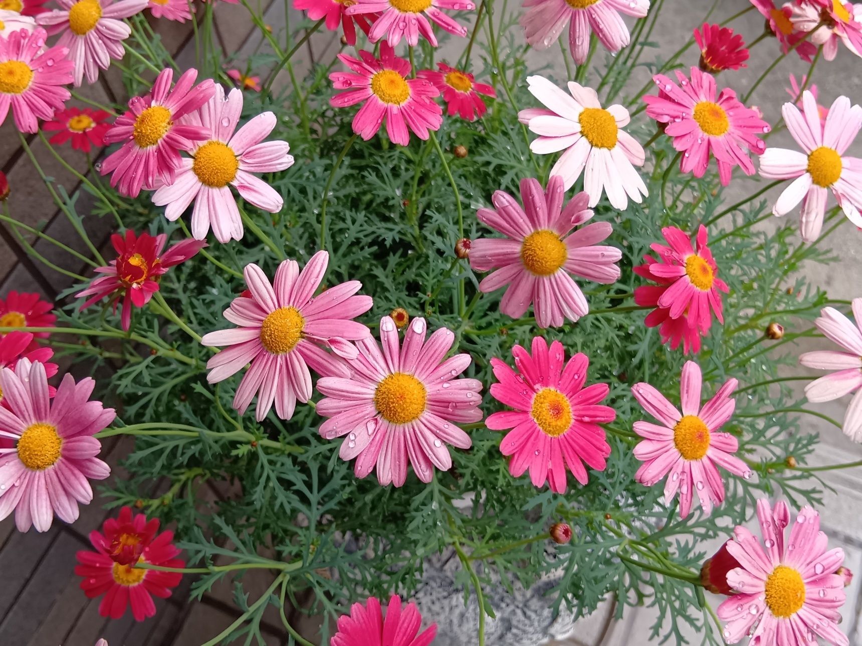 絶え間なく咲き続ける『マーガレット』合格祈願の花としても有名なのはなぜ？