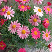 絶え間なく咲き続ける『マーガレット』合格祈願の花としても有名なのはなぜ？