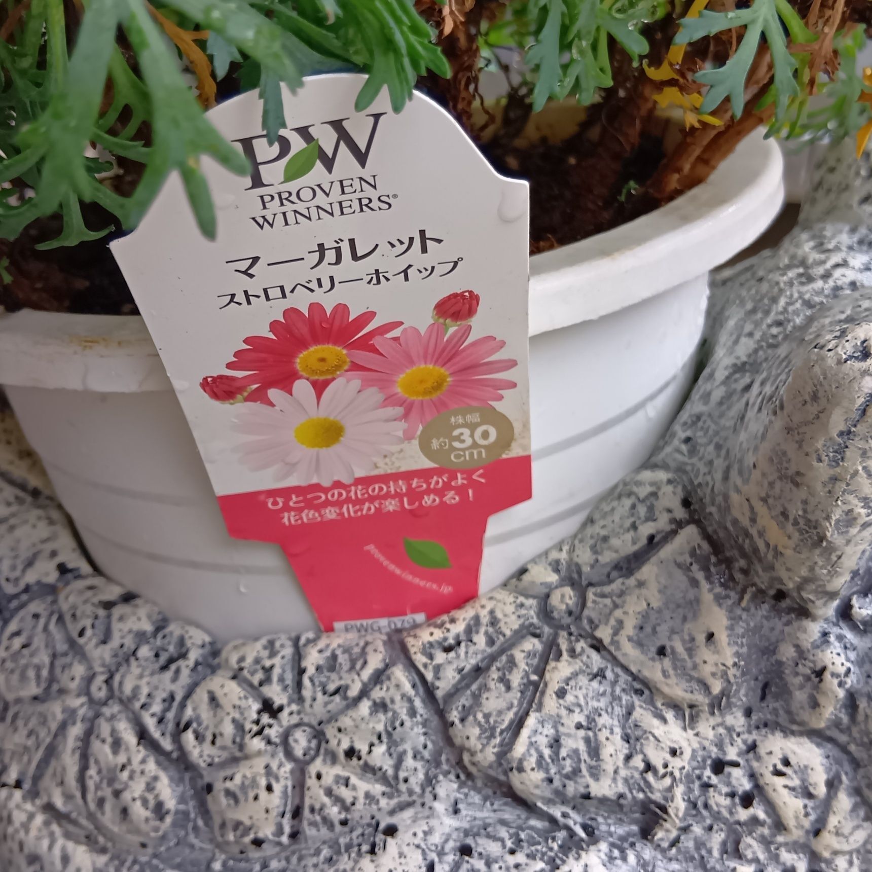 このお花は、マーガレットの『ストロベリーホイップ』！→ストロベリーホイップってどんな花？