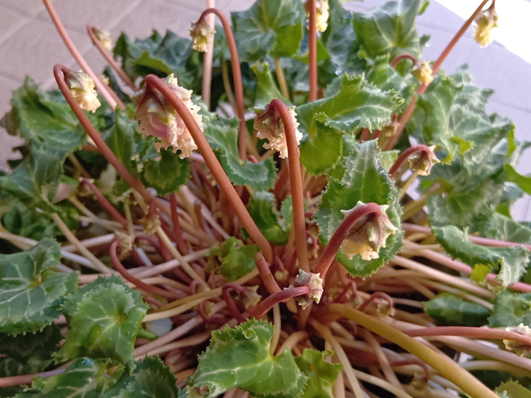 この花が咲こうとする様子が、なんだか観察していて面白いね～！