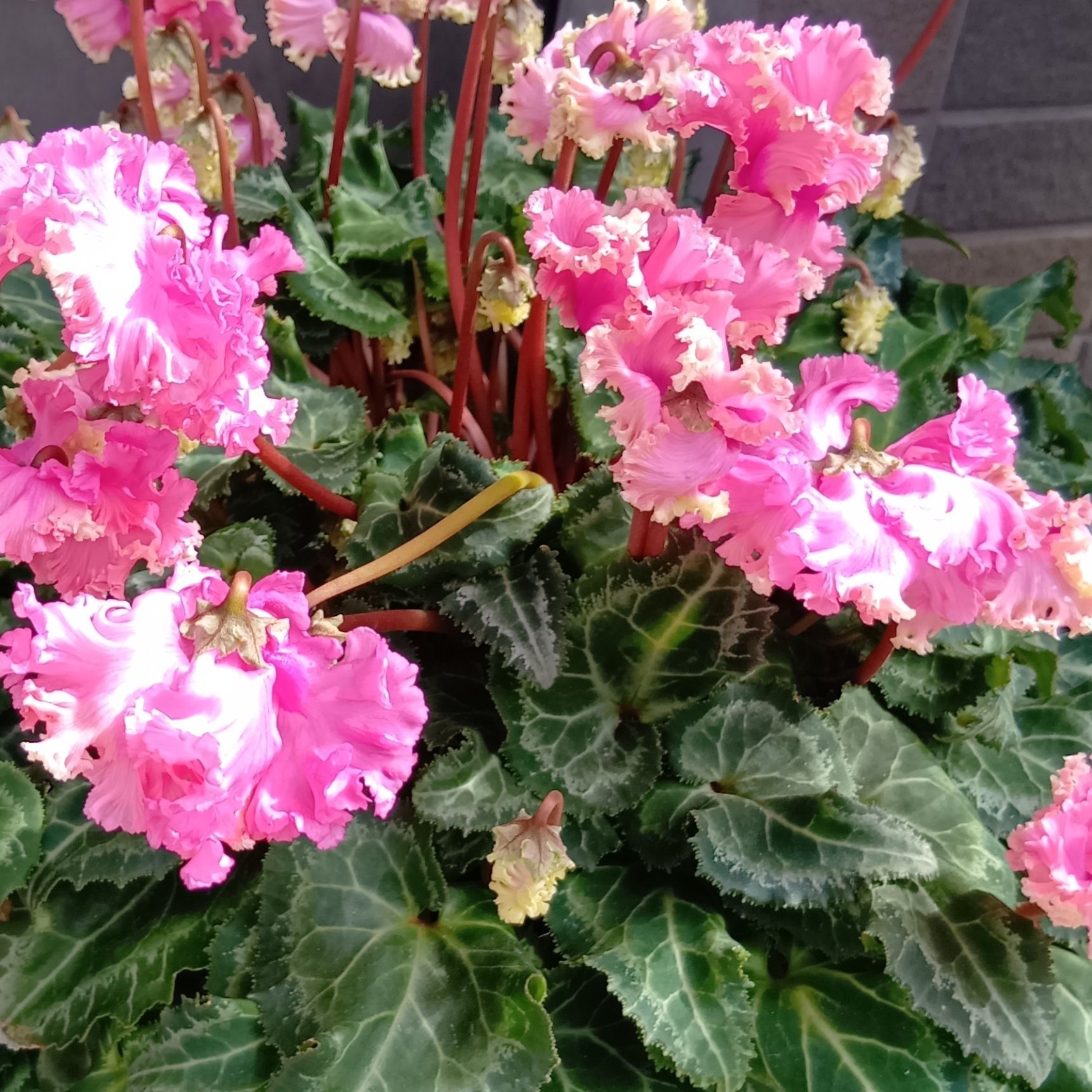 もさもさよりもこの画像のような感じが一番綺麗～！