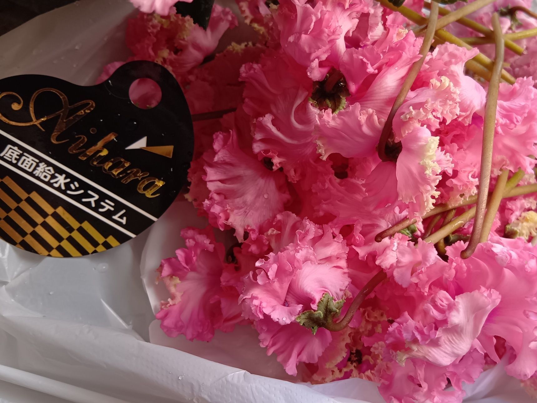 あまりにもっさもっさだったので、しばらく楽しんでから、花と茎を根元からハサミで大量にカットしました！