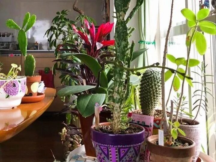 ダイソーで買った植物たち、9年育てたら…こうなりました♡驚きのビフォーアフター!