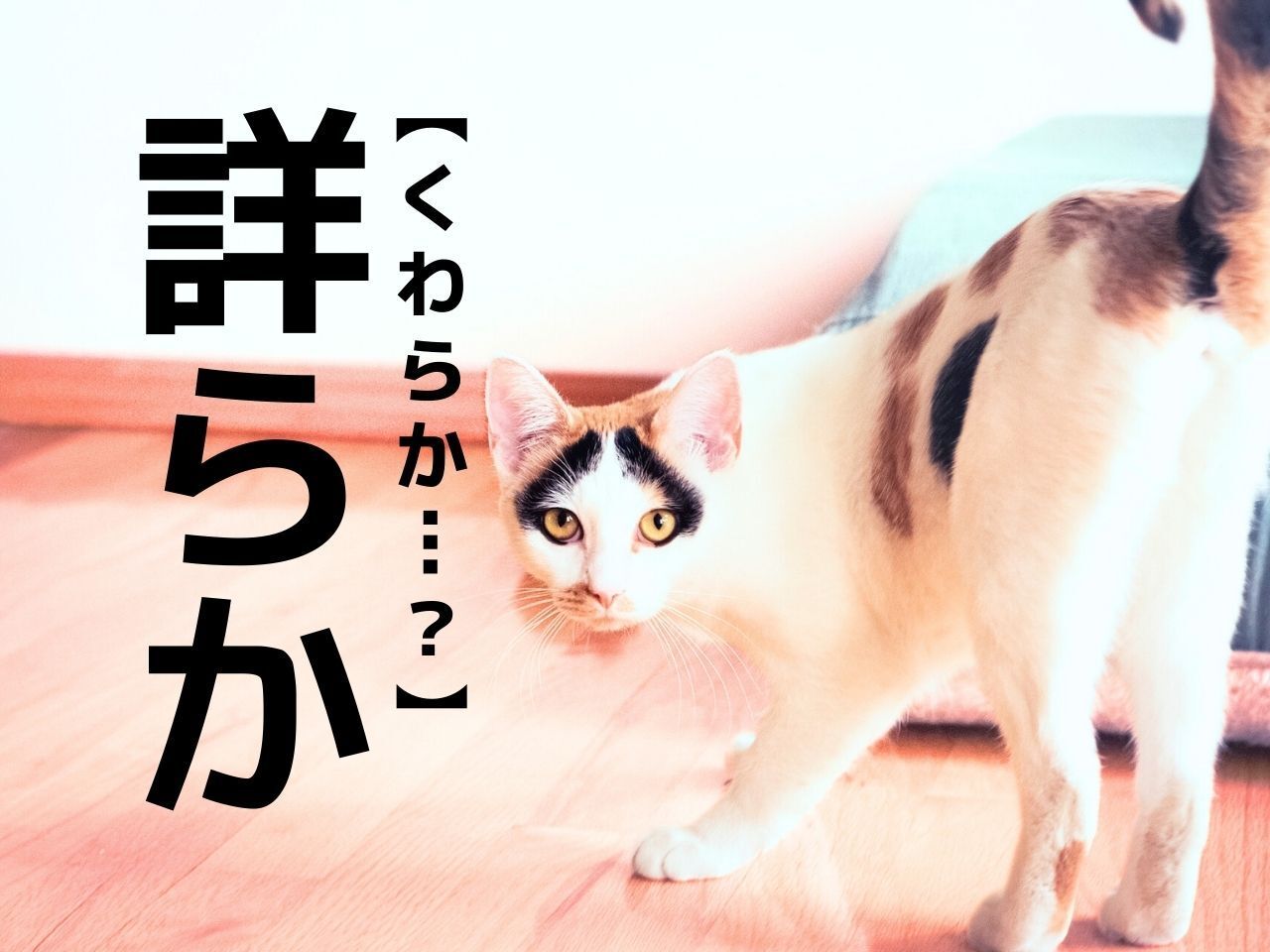【詳らか】なんて読む？「くわしい」とほぼ意味は同じだけど…？【読めたらスゴイ！漢字クイズ】