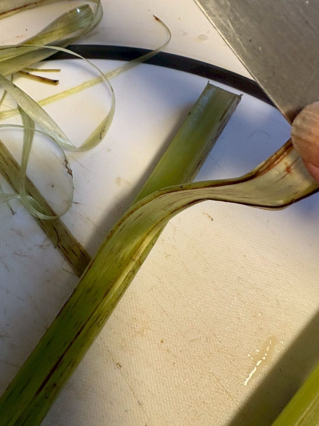 まずはフキです！