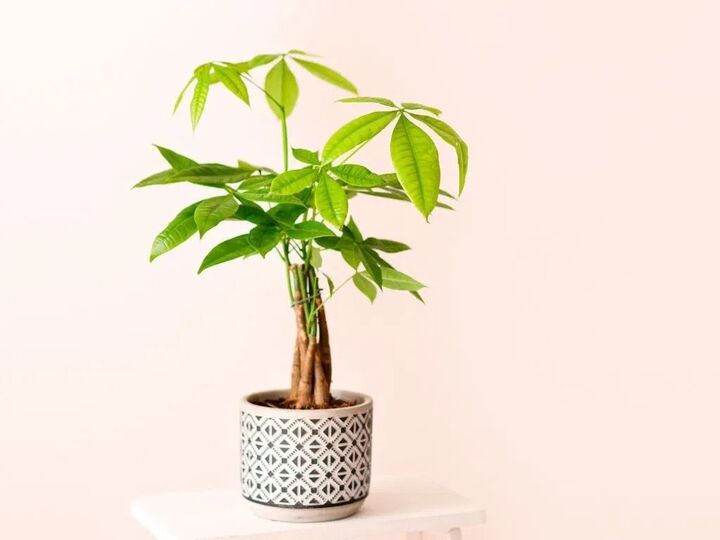 「パキラ」を育てるときに必ず知っておきたい!『たった2つ』の注意点