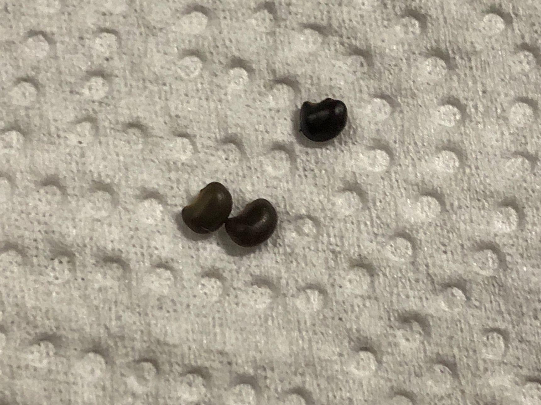 少し拡大してみました