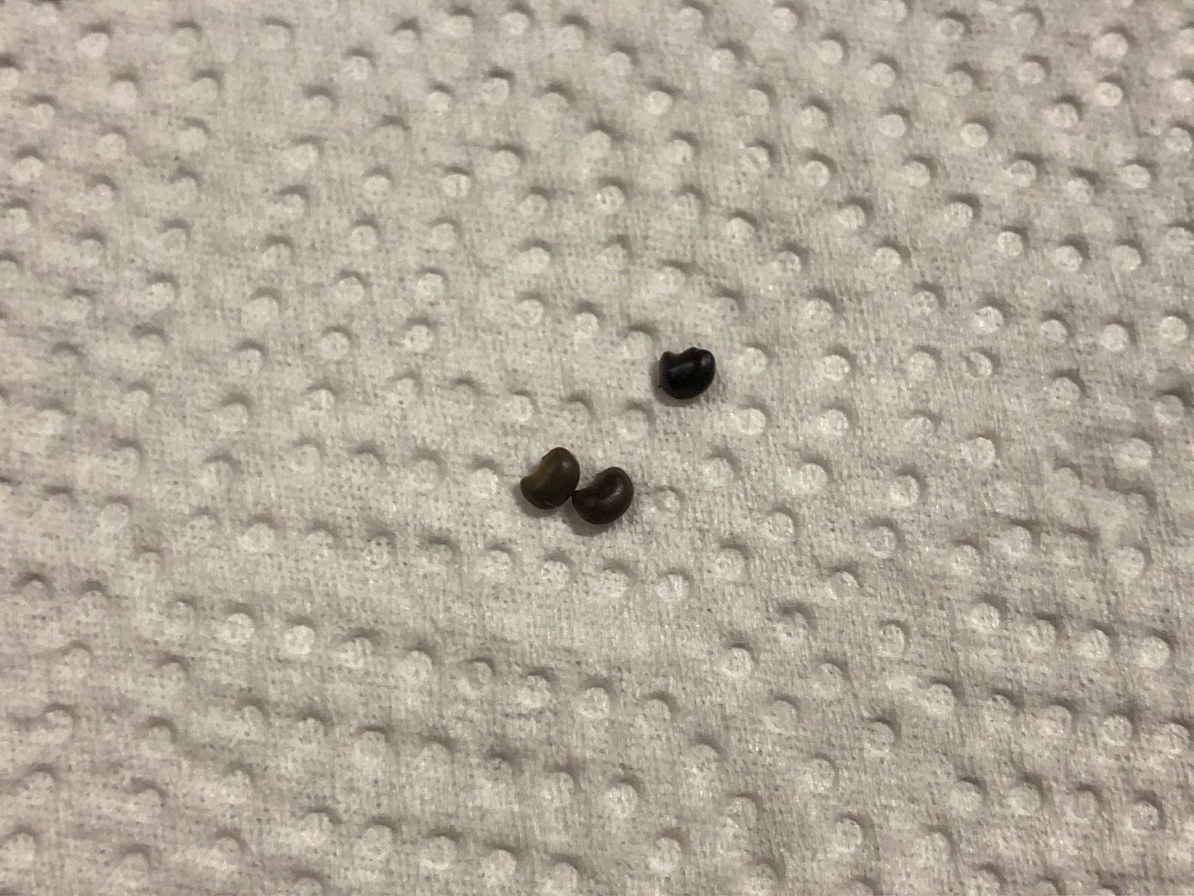 正体は「クサネム」という植物でした