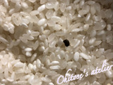 お米を買ったら中に黒い物体「こ、これは何！？」虫ではなさそうだけれど調べてみた
