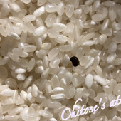 お米を買ったら中に黒い物体「こ、これは何！？」虫ではなさそうだけれど調べてみた