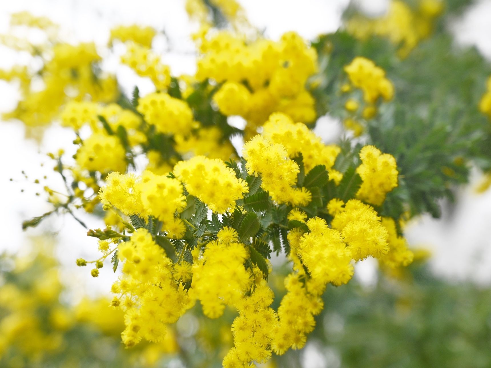 桃の花ではありませんが...