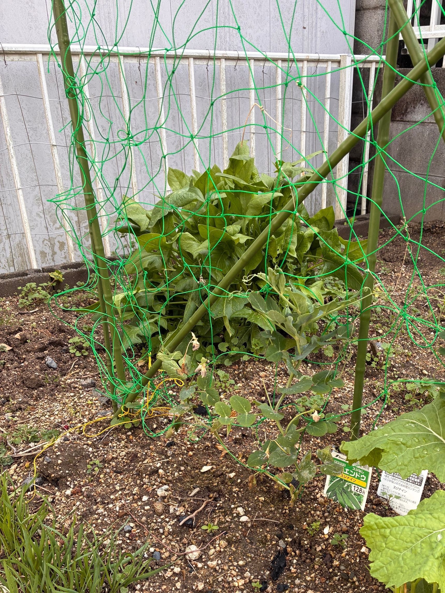 手前はニラとサヤエンドウ