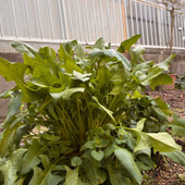 100均の野菜の種一粒がこんなに大きく成長した！