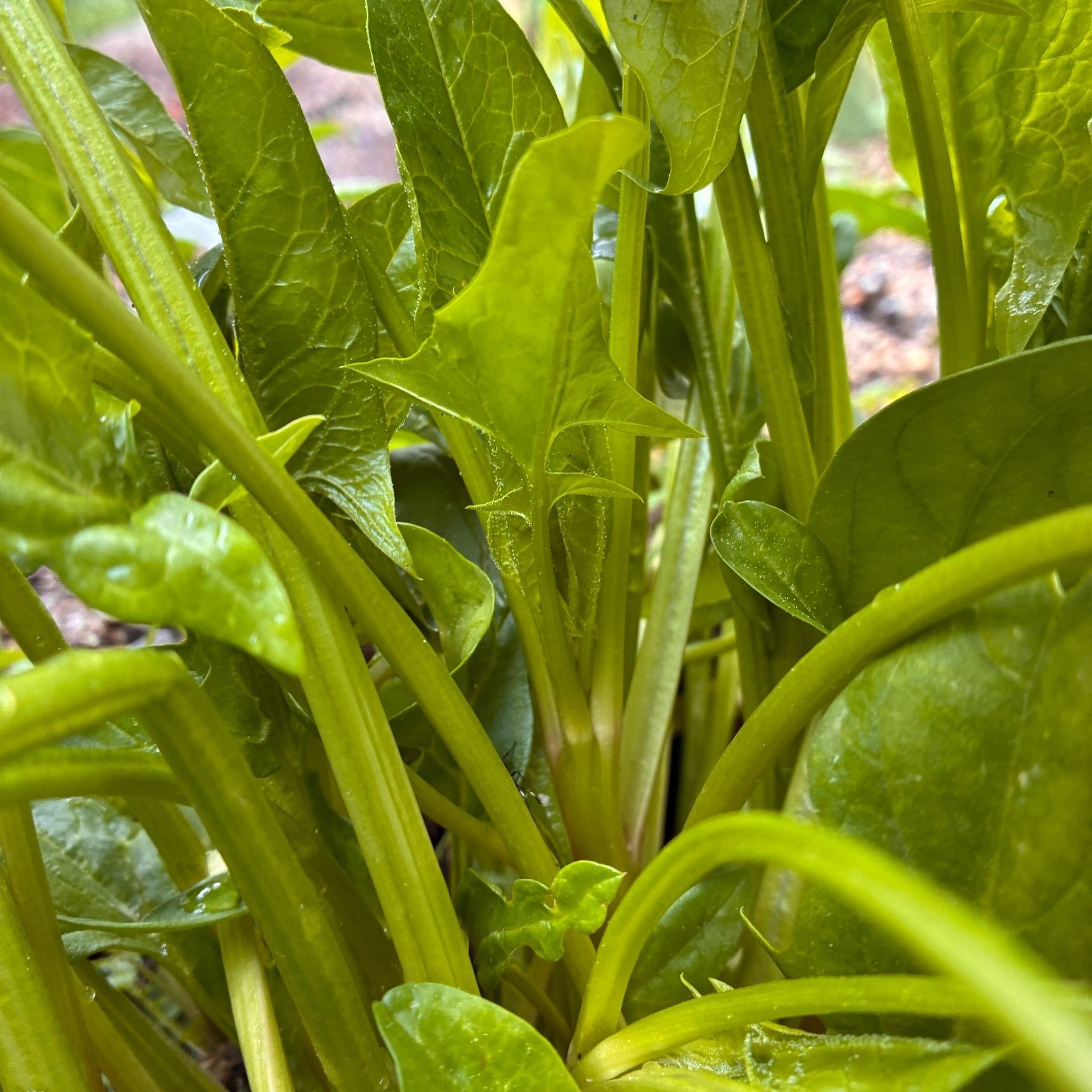 花芽が付いています！無数に！