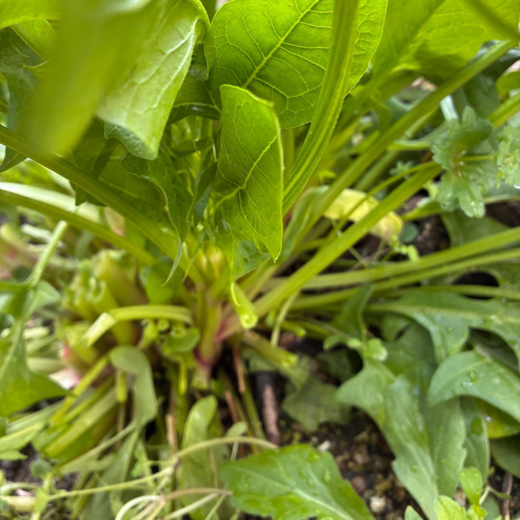 花芽を中心に収穫