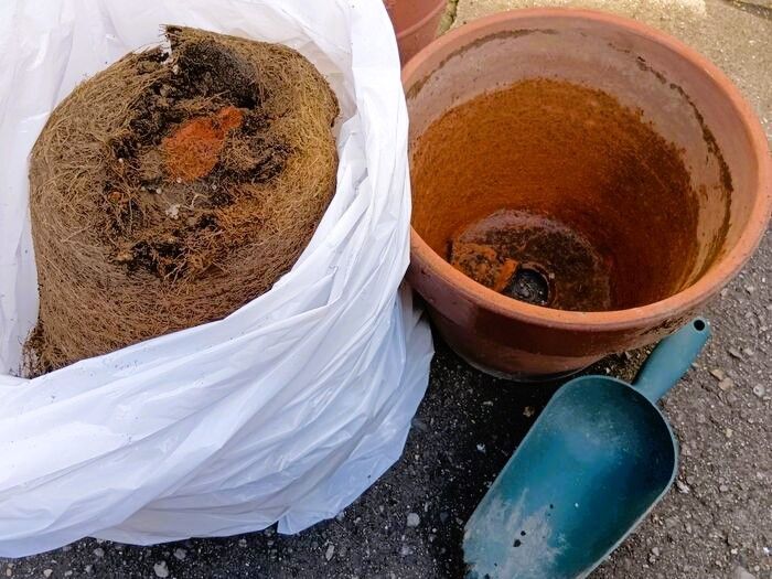 まさかのホラー…鉢の穴の内側に白い卵！その正体に絶句！“開かずの扉級”プランター！危険も潜んでいるよ