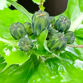 【3月道端の雑草】ダンゴムシを連想させる蕾です！特徴的な蕾をつけるこの雑草は何でしょう？