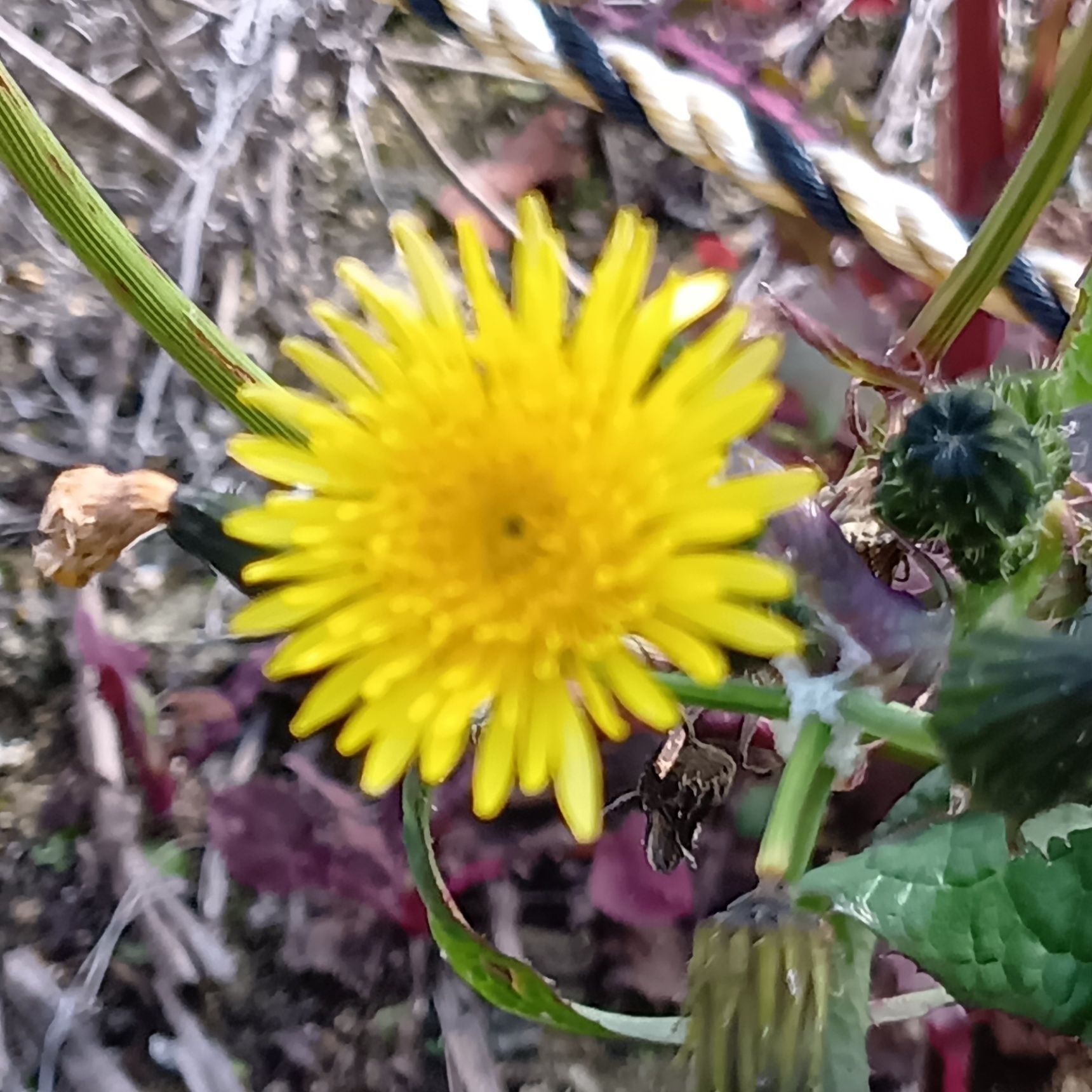 ノゲシとタンポポの花言葉について