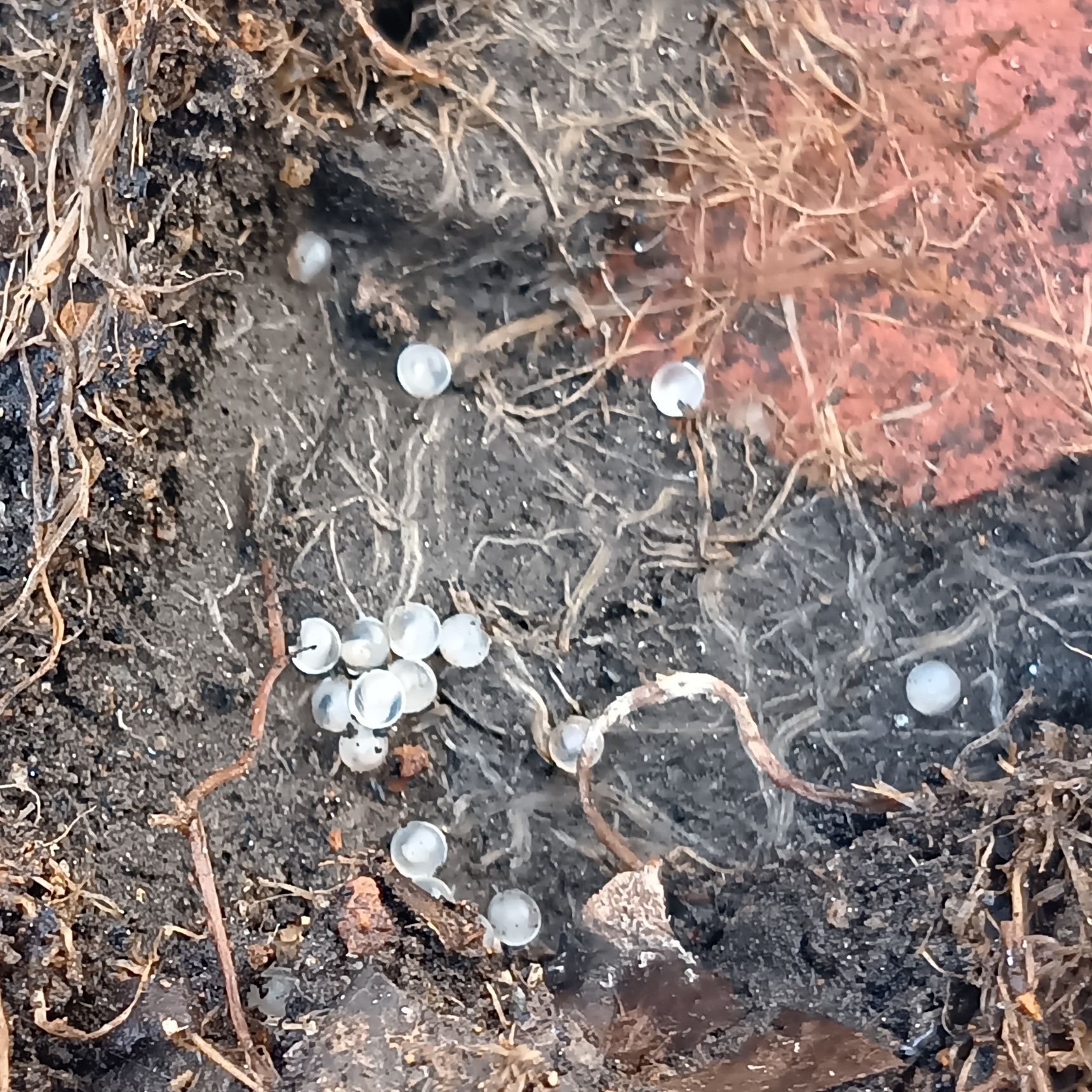 ↓これです！！！ぎょえ～！という心の声が大音量で頭の中に、響き渡りますよ！→白＆透明っぽいカラーの小さな卵がたくさん出てきたの！