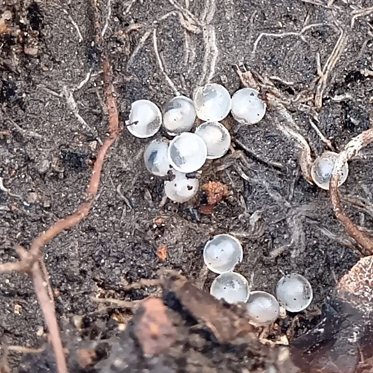 ナメクジの卵なんですって！