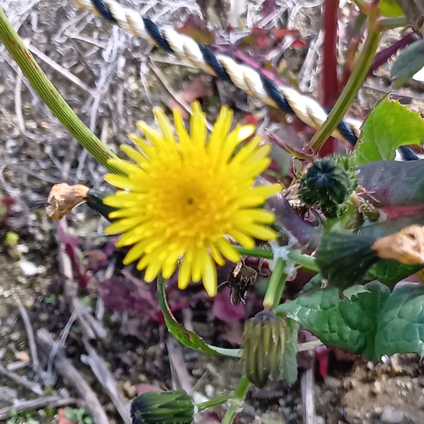 花はタンポポそっくりの花を咲かせますよ！