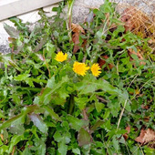 【春の道端の雑草】タンポポにそっくりな花を咲かせる雑草『ノゲシ』に注目！食べられるの？花言葉比較～！