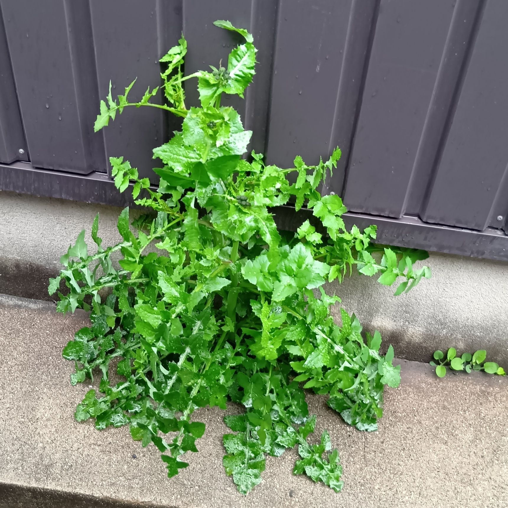 こんな場所にも生えていますよ！