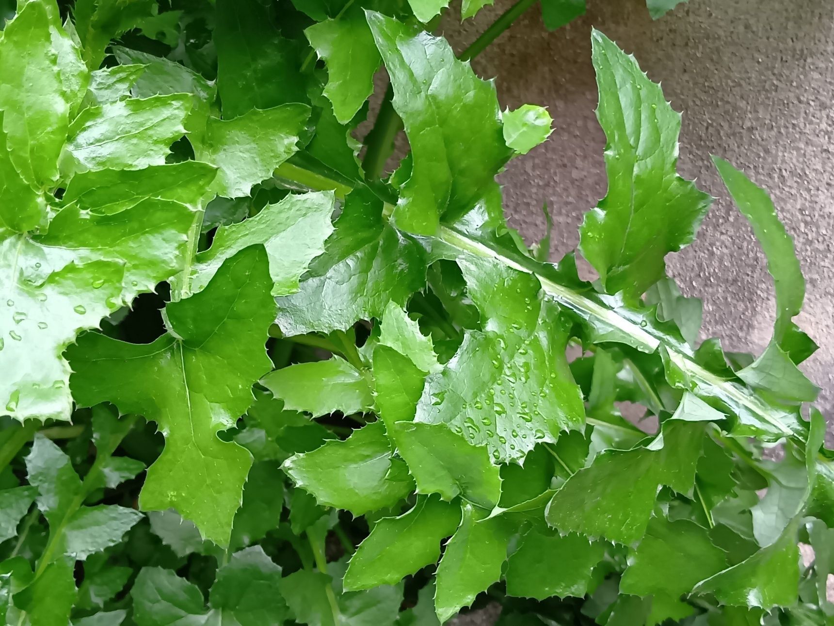 私は、この葉を見た時に、なぜか、お野菜みたいに食べれそうだとピン！ときました！