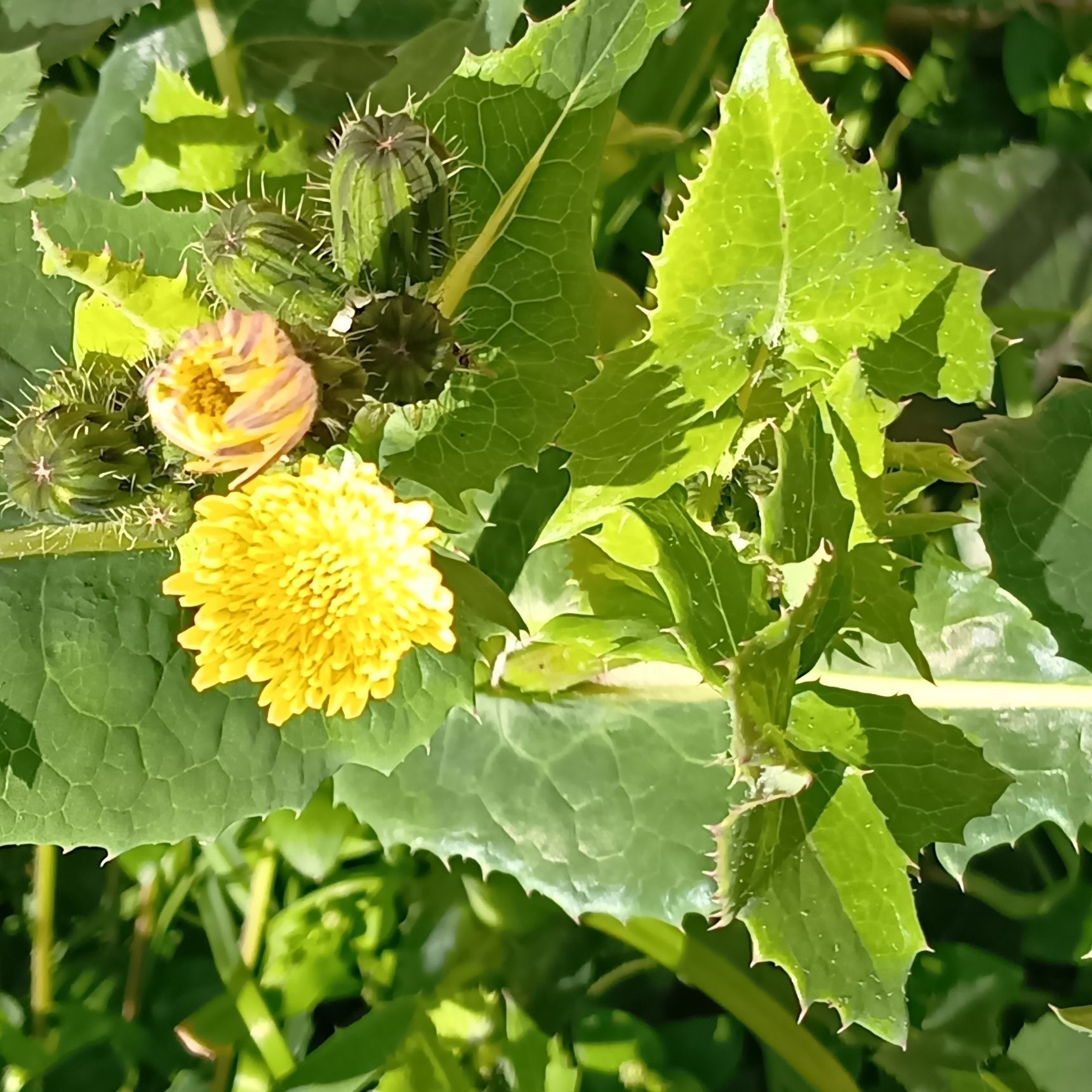 背丈はね、いろいろありますよ！