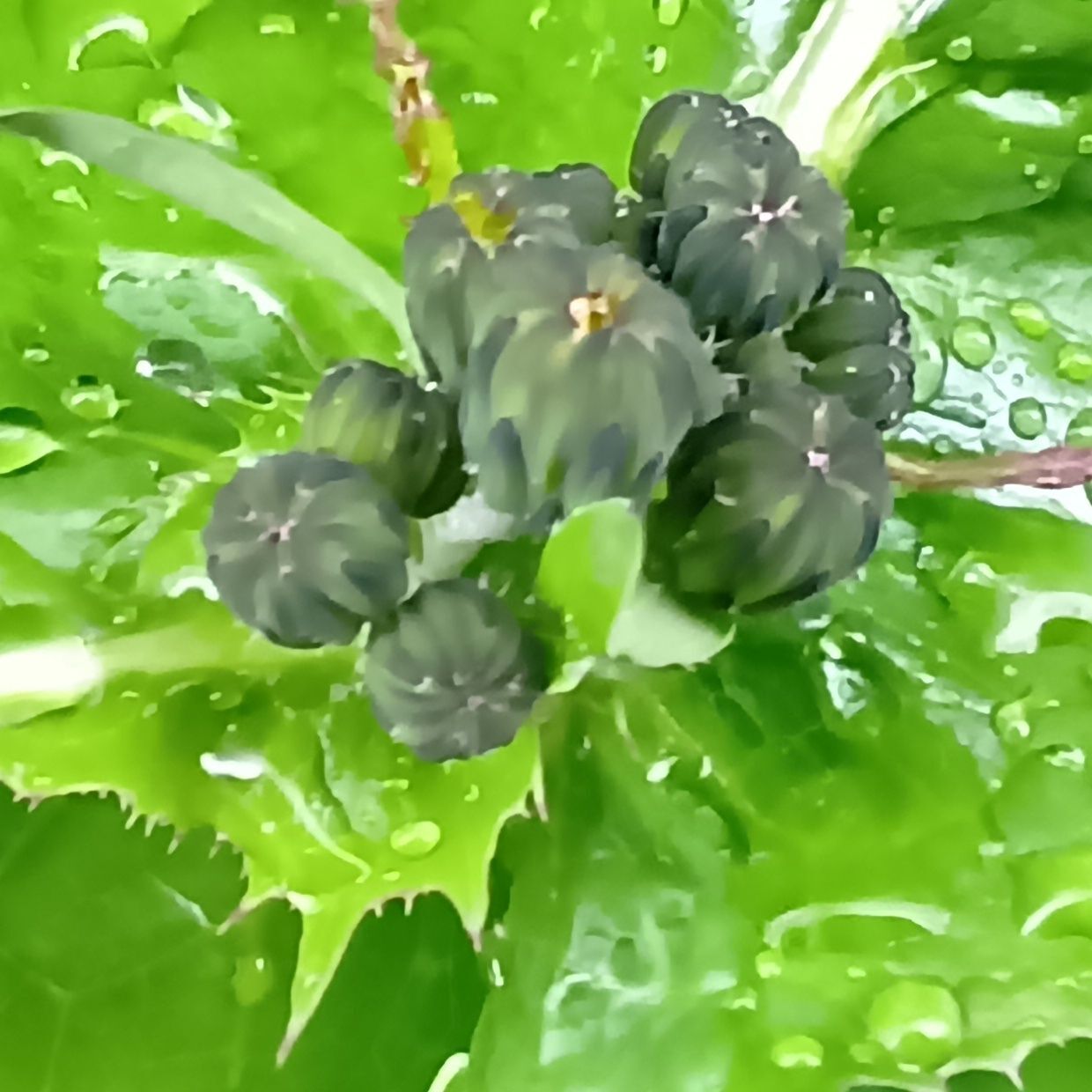 だんだん、大きくなってきて、縦に細長くなってきますよ！